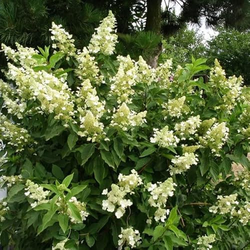 3 x Hydrangea Paniculata 'Unique' - Rispenhortensie 'Unique' 40-50 cm im Container