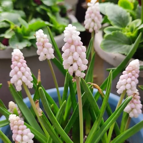 7bulbos de jacintos - jacintos - verano de silvestres, frescas, adornos de jardín para exterior decorativas, interior