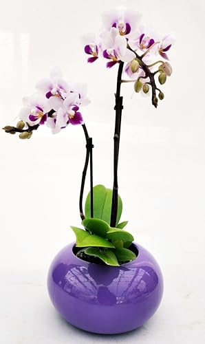 ORCHIDEA PHALAENOPSIS ROSETTA IN VASO CERAMICA SFERICO VIOLA, pianta vera