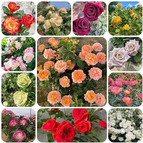 semillas de rosal resistente raras, decoración de sala de estar de rosal trepador resistentes y fragantes, sombra 300pcs