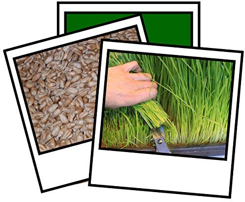 1Kg Wheat Grass Seed Sprouting Juicing Sprouting Micro Seed