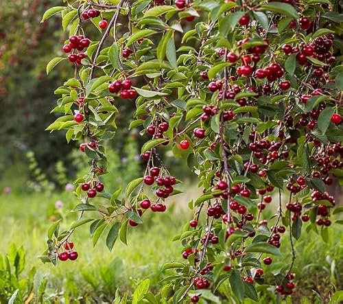 Nouvelles graines de cerisier fraîches 50pcs