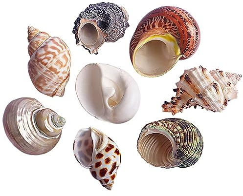 YAYDAFSHSAI Grands Coquillages Coquilles de Bernard-l'hermite - Grandes à Moyennes coquilles de conques Naturelles for Aquarium - Maison(L)