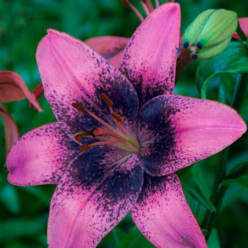 Bulbos de lirio Purple Dream (10 piezas), exclusivos bulbos de flores perennes resistentes de Holanda para plantar en jardín y en macetas (grandes, sin semillas, no artificiales)