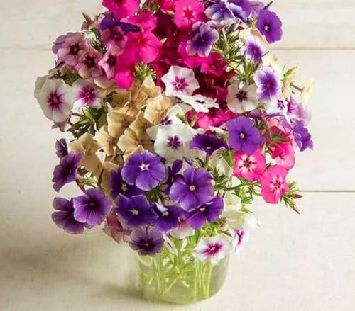 1 Pack of 300 SEEEDS DRUMMOND'S Phlox Art Shades Mix