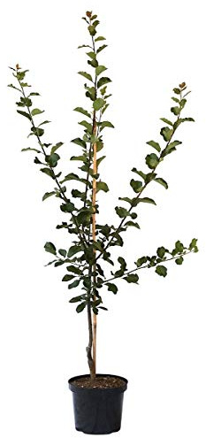 The Czar, Pflaumenbaum sehr saftige Pflaume Buschbaum 110-140 cm 10 Liter Topf, Unterlage: St. Julien A