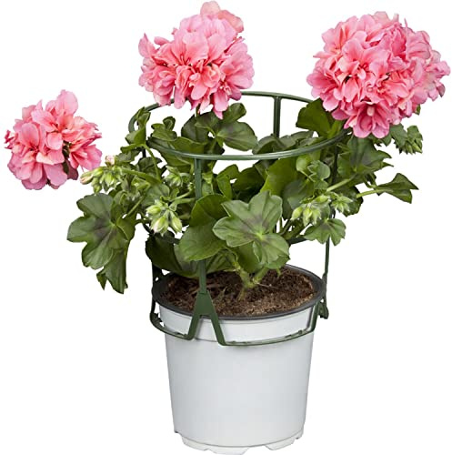 Murciana o Geranio Hiedra Natural - Sorprende a tus Visitas con la Belleza Exótica del Pelargonium Peltatum en tu Hogar