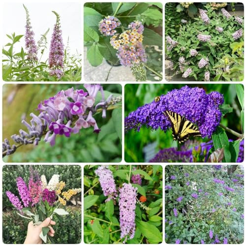 300 pcs schmetterlingsflieder samen sommerflieder bonsai samen luftreinigende zimmerpflanzen Buddleia dreifarbiger, blumendeko flower seeds bienenwiese saatgut gartensamen gewächshaus
