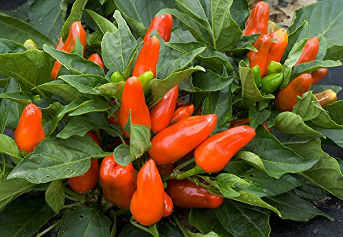 PREMIER SEEDS DIRECT - SWEET PEPPER - TANGERINE DREAM - 20 FINEST SEEDS