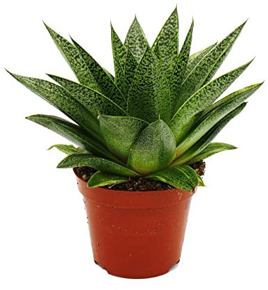 Exotenherz - Plantes succulentes - Gasteria D Tiga - Gasterie - Pot de 8,5 cm