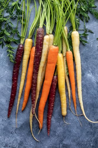 Viridis Hortus - Carrot Rainbow Blend 500 Vegetable Seeds - Colourful Mixture of Five Varieties