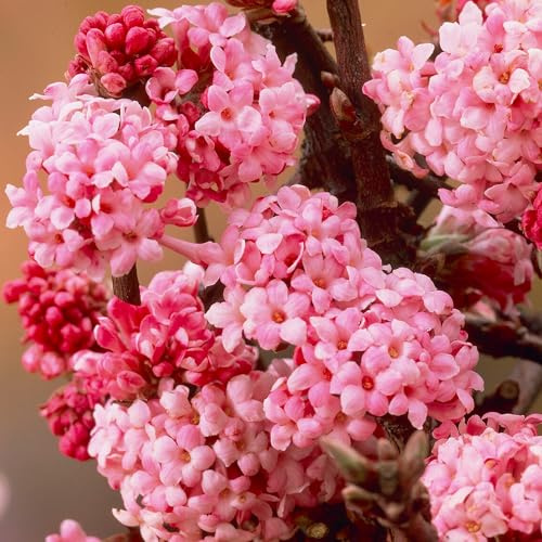 1 x Viburnum bodnantense 'Dawn' winterharter Laubstrauch für den Garten in einem 9cm Topf.