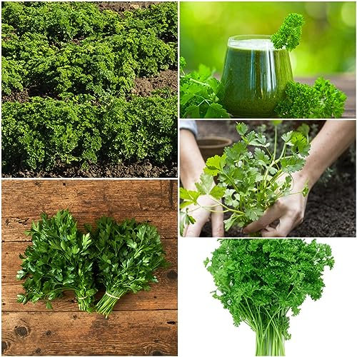 2000 pcs petersilie samen mehrjährig - herbs saat winterharte stauden mehrjährig,Petroselinum crispum, kräuterbeet indoor garten geschenk kräutersamen gartenarbeit gartenpflanzen