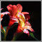 Giglio Bulbi giglio bulbi lilium bulbi giganti lilium