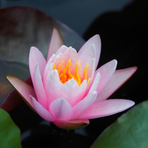 1x Water Lily Pink – Nymphaea | Aquatic Pond Plant with Compact Growth & Vibrant Pink Flowers | Ideal for Small Garden Ponds & Wildlife Friendly | Perennial Plant 9cm Pot by Thompson and Morgan (1)
