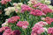 Aamish Semillas de plantas Sedum Telephium