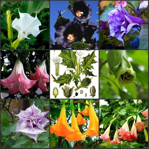 engelstrompete pflanze samen、 blumensamen geschenk、pflanzen für draußen blumensamen mehrjährig winterhart bonsai topf、schnittblumen samen gartenpflanzen、langer Blütezeit für eine samen 200pcs