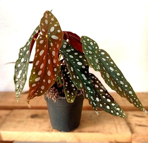 BOTANICAURBANA-Planta natural Begonia Maculata