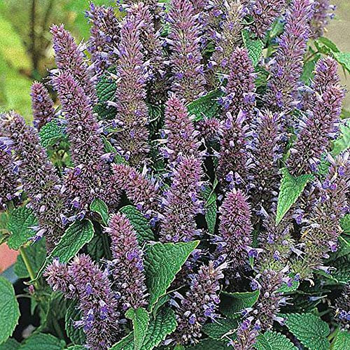 Agastache foeniculum Anise Hyssop Hardy Perennial Flowers Summer Autumn Flowering Garden Plants Grow Your Own 1 x Seed Packet (60 Seeds) Agastache foeniculum by Thompson and Morgan