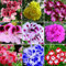 Haloppe 50 piezas de semillas de plantas de flores de geranio para plantar en el jardín del hogar, semillas de geranio mixtas Pelargonium Hortorum balcón jardín planta de flores
