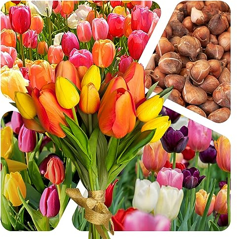 Tulpen Zwiebeln (25 Stück) - Blumenzwiebeln bunte Frühlings Mischung - Grösse 10/11 - mehrjährig - winterhart - SAISONWARE - NUR KURZE ZEIT ERHÄLTLICH