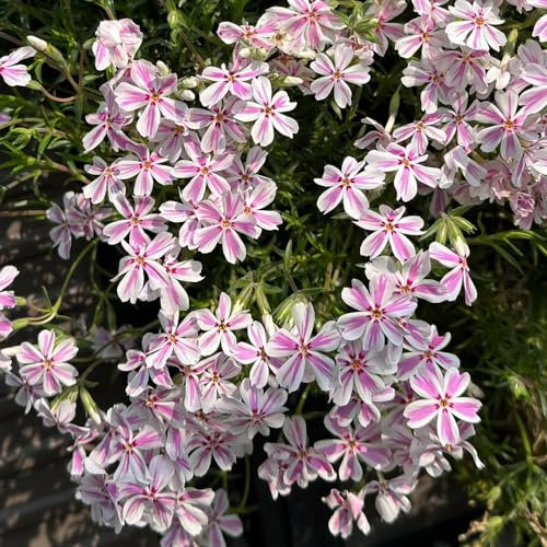 400 pcs teppichphlox samen winterhart blumensamen balkon bodendecker pflanzen winterhart teppich flammenblume samen geschenk kübelpflanzen winterhart pflanzen balkon bio samen schnittblumen