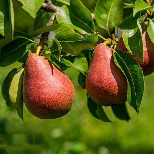 Semi di pero - da frutto colonnari per giardinieri raro acquistare da frutto vecchie varietà nani, resistenti colonnare esotico per appassionati di 180pcs