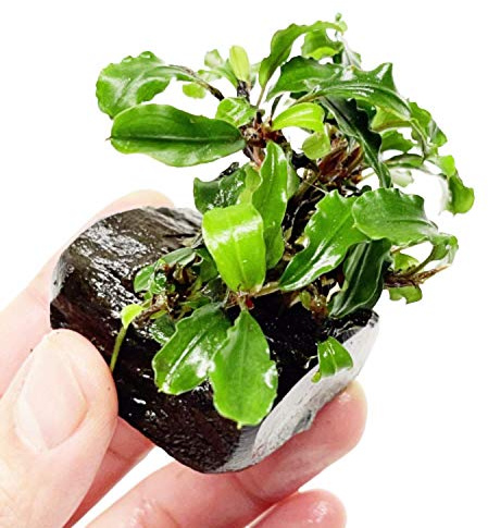 Planterest - Bucephalandra Green Wavy On Driftwood Live Aquarium Plant Tropical Freshwater Decorations