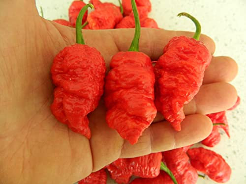 Death Spiral Chilli Seeds -10 Fresh Death Spiral Pepper Seeds