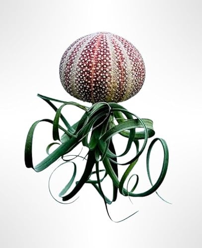 Bellissime meduse con un raro grande riccio di mare rosso Tillandsia Curly Slim.
