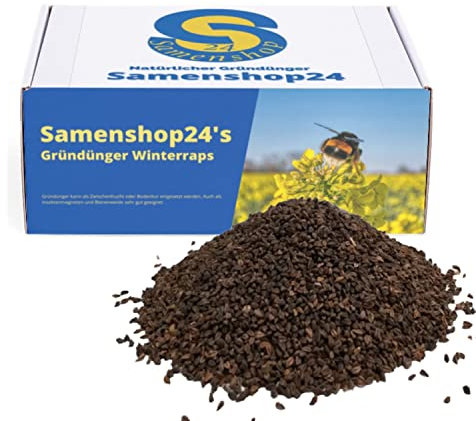 Winterraps 1kg Gründüngung Bodenkur Bodenlockerung Samenshop24®