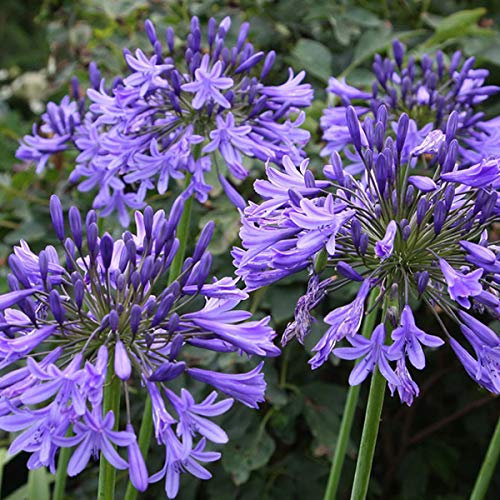 6 x Agapanthe 'Blue Triumphator' - Agastache - Godet 9x9 cm - Fleurs bleues en ombelles, estivales