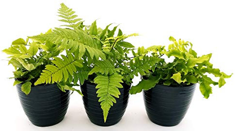 POWERS TO FLOWERS - FELCE DA ESTERNO, CYRTOMIUM, ASPLENIUM, DRYOPTERIS, 3 PIANTE IN VASO CERAMICA NERO A RIGHE, piante vere