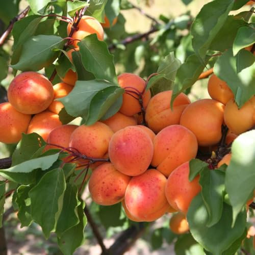 Apricot 'Tomcot' Tree - Self-Fertile, Red-Blushed Fruits, Late July Ripening, Perfect for UK Gardens, Easy to Grow, Ideal for Wall Training,1 Bare Root by Thompson and Morgan