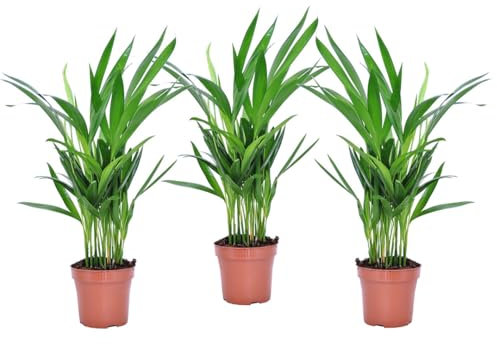 Plant in a Box - Dypsis Lutescens - Set of 3 - Areca Palm Indoor Plant - Height 30-45cm - Butterfly Palm - Pot 12cm