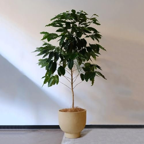 120 pcs kaffee samen kaufen blumenbeet, steingartenpflanzen winterhart Kaffeepflanze - Coffea arabica - blumen samen mehrjährige, kübelpflanzen blumen für balkon, bio saatgut balkon