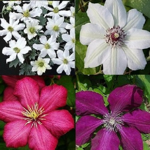 4 x Clematis - Mezcla de color rojo y blanco - 4 plantas compran / 3 pagar - Clematis Early Sensation (Immergre/Miss Bateman/Ville de Lyon/Rouge Cardinal - perennes y resistentes al invierno | 4