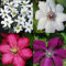 4 x Clematis - Rot Weiß mix - 4 Pflanzen kaufen/3 bezahlen - Clematis Early Sensation (Immergrün)/Miss Bateman/Ville de Lyon/Rouge Cardinal - Mehrjährig und Winterhart | 4 x 1,5 Liter Töpfe