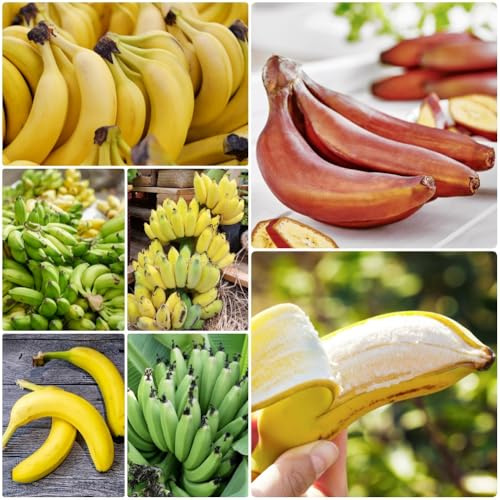Semi di banana, comprare da esterno banana semi da frutto serre balcone resistenti per il giardino frutto colonnare 35pcs