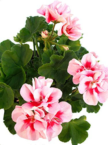 Geranie rosa-rot - Traditionelle Balkonpflanzen