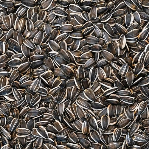 BusyBeaks Sélection Graines de Tournesol Rayées - Mélange de Graines Premium pour Oiseaux Robustes - Idéal pour Mangeoires à Oiseaux Variées