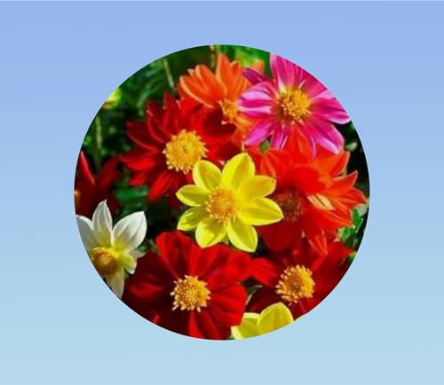 180 Graines de Dahlia 'Mignon' - Variété naine à fleurs simples, idéale pour pots et bordures, floraison estivale facile