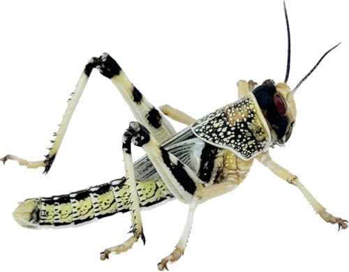 Livefood UK Live Locusts Small size 6mm to 10mm MEGA TUB of 25 live Locusts (Reptile Livefood)