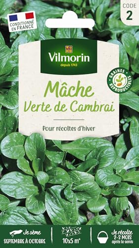Mâche Verte de Cambrai