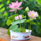 Lot de 500 graines de lotus en bol, graines de lotus en bol de couleurs mélangées for bonsaï, graines de fleurs de lotus à planter dans l'eau