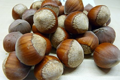 Haselnuss Corabel, Busch im 4 Liter Topf, großfrüchtig, Höhe 50 - 80 cm