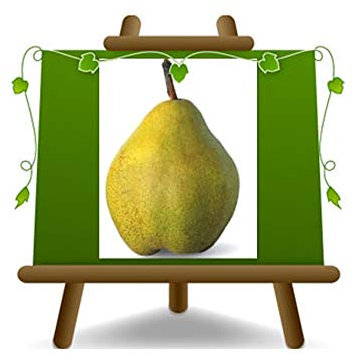 Poirier arbre de poires Decana de l'hiver – Plante fruitière sur pot 26 - arbre max 200 cm - 4 ans