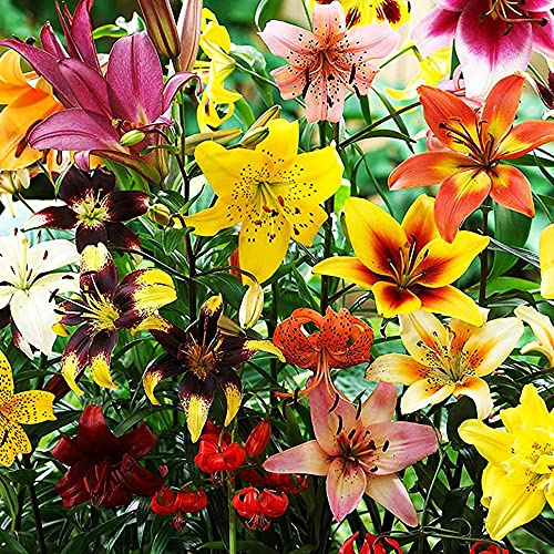 50x Lys bulbes Mix variétés Bulbe lys Bulbes fleurs été Bulbes lis Plante de jardin Bulbe fleurs exterieur facile