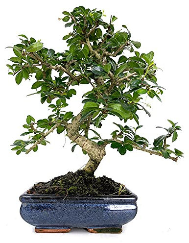 BONSAI NATURAL DE INTERIOR CARMONA 8 AÑOS