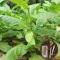 clifcragrocl Semillas orgánicas de Virginia de Tabaco Heirloom Semillas de Plantas Frescas Fácil de Cultivar